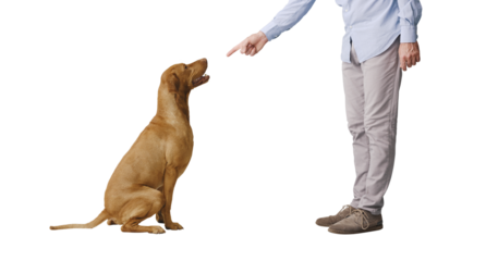 Pet owner scolding his dog