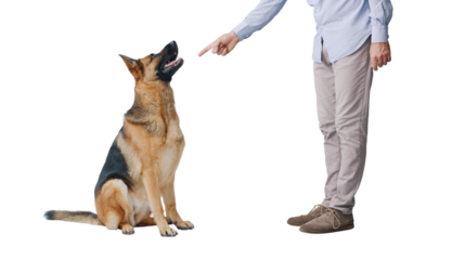 Pet owner scolding his dog