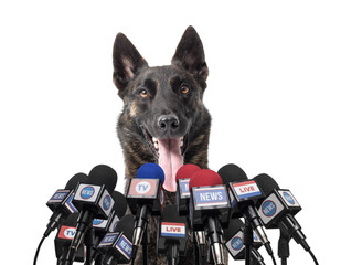 Funny dog speaking at the press conference