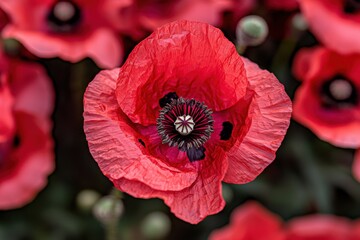 A close-up shot revealing the intricate details of a vibrant red oriental poppy flower, showcasing its delicate petals and dark center, surrounded by other blossoms.