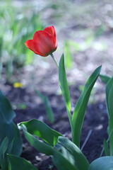 Naklejka premium red and yellow tulips