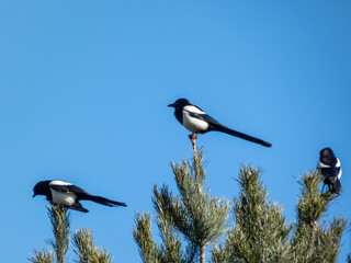 Group of Eurasian Magpies (Pica pica) sitting on a tree with blue sky in the background