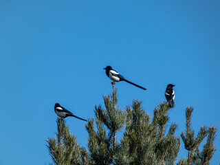 Group of Eurasian Magpies (Pica pica) sitting on a tree with blue sky in the background