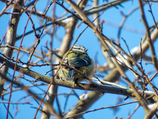 Close-up of Eurasian Blue Tit (Cyanistes caeruleus) sittting on a branch with blue sky background in a park