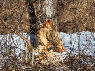 Growing tree with beaver damage and signs on wood trunk from teeth. Tree almost cut by beaver in a winter scenery