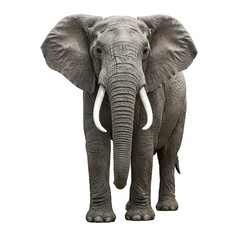 Fototapeta premium Wild African elephant walking isolated on white background, perfect for nature photography and stock images 