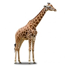 Obraz premium Giraffe isolated on white background, high-resolution wildlife stock image 