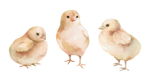 Little yellow chickens hand drawn watercolor illustration. Set of farm poultry elements isolated on white background for animal, rustic, easter, holiday design. Realistic baby birds clipart