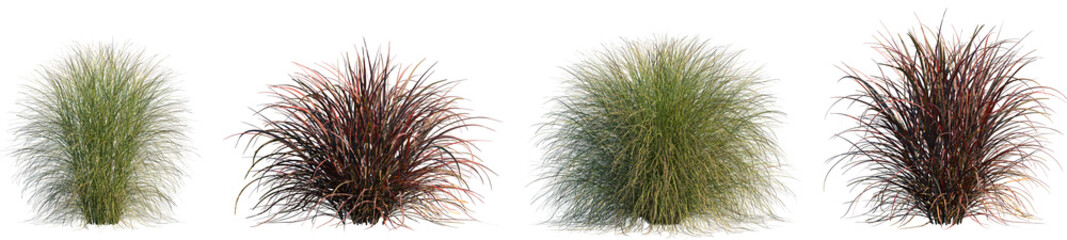 Set of Miscanthus sinensis gracillimus and Pennisetum setaceum rubrum isolated png on a transparent...