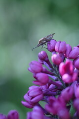 purple lilac in the graden