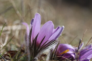 Beautiful purple fluffy flower Oriental Pulsatilla patens pasqueflower