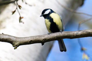 Fototapeta premium Kohlmeise im Frühjahr 