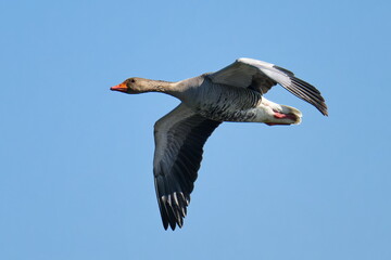 Fliegende Graugans in der Oberlausitz