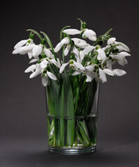 bouquet of blooming snowdrop flowers in a glass vase on a black color background