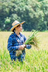 Harvesting rice rural field photography daylight side view agriculture and sustainability in action