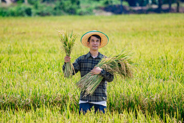 Harvesting rice in lush fields farmer in nature agricultural scene vibrant environment close-up view