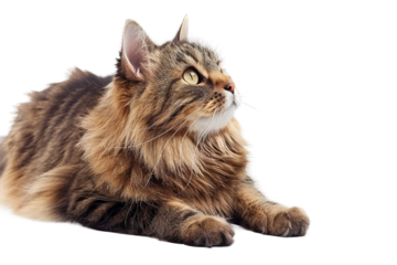 Close-Up of Manx Cat Face Isolated on Transparent Background