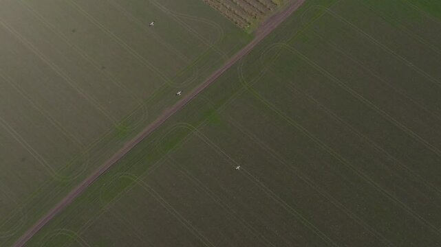 drone view of storks in the air