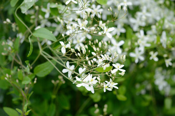 Closeup Clematis recta known as erect climaxis  with blurred background in summer garden