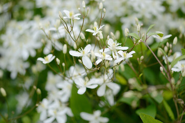 Closeup Clematis recta known as erect climaxis  with blurred background in summer garden