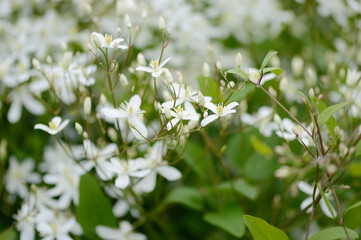 Closeup Clematis recta known as erect climaxis  with blurred background in summer garden