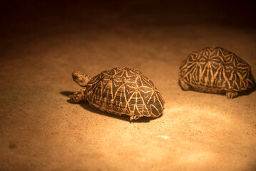 귀여운 육지거북이