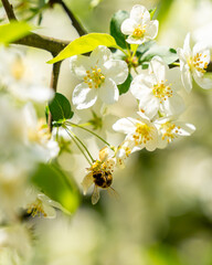 Macro shot of a honeybee collecting nectar from white spring blossoms. Bright natural light, soft bokeh background, and detailed focus on pollination and nature.