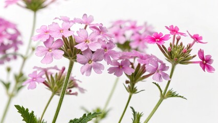 Verbena Flowers Isolated On Background