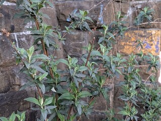Buddleia or Butterfly-bush (Buddleija) growing by an urban railway