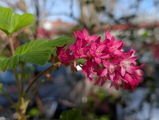 Flowers of Flowering Currant (Ribes sanguineum)