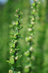 close up of green fern