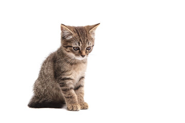 Adorable tabby kitten with fluffy striped fur sitting calmly, gazing downward. Its perked ears,...