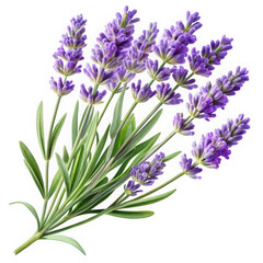Naklejka premium A beautiful bouquet of fresh lavender flowers, showcasing their vibrant purple color and delicate leaves, evoking a sense of calm and tranquility.