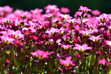 Leuchtend roter Steinbrech im Frühling