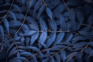 blue plant leaves in the nature in winter season, blue background