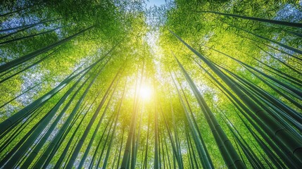 Bamboo Forest Sunlight: A breathtaking low-angle view of a dense bamboo forest, sunlight streaming through the tall stalks, creating a serene and vibrant atmosphere.