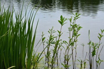 Obraz premium Lakeside plants. Tall reeds & foliage alongside water, ripples across surface