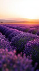 Obraz premium Lavender Dreams: Rows of vibrant lavender flowers stretch toward the horizon, bathed in the warm hues of the rising or setting sun, creating a picturesque landscape and a sense of peace.