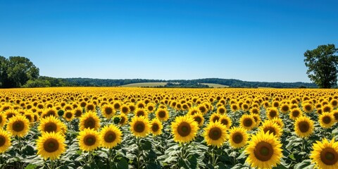 Sunflower Field under a Clear Sky: A vast field of sunflowers stretches towards the horizon under a brilliant blue sky. The vibrant yellow blossoms create a mesmerizing display.