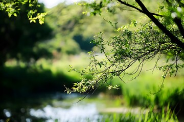 Fototapeta premium Lush greenery overhangs a serene river, bathed in sunlight