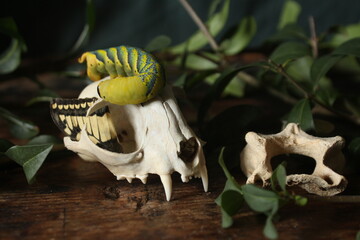 animal skull and bones, butterfly wing and yellow caterpillar among green leaves