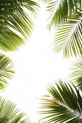 Fototapeta premium Lush palm fronds frame a bright white space