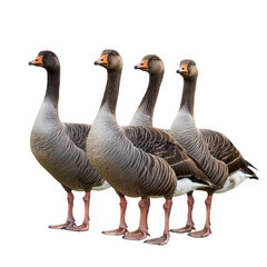 Obraz premium group of geese