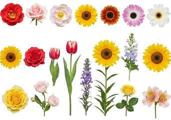 Naklejka premium Different beautiful flowers in row isolated on white, set