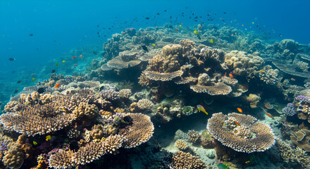 Obraz premium Thriving Coral Reef Ecosystem with Abundant Marine Life in Turquoise Waters