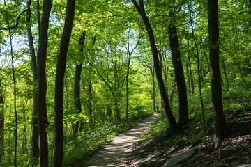 Fototapeta premium Path winds through lush, green forest under sun-dappled canopy