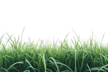 Obraz premium Fresh Green Grass Blades Against White Backdrop for Product Mockups
