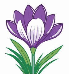 Fototapeta premium Fioletowy krokus ilustracja