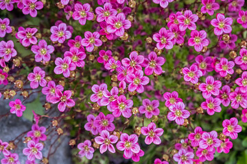 Obraz premium Vibrant Spring Saxifraga Flowers close up.
