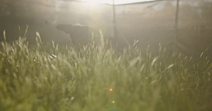 Chickens peck and graze in the golden morning light. This video captures the essence of farm life with its serene atmosphere and free-range poultry.